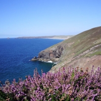 cliff-top-heather